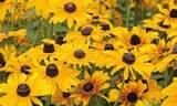 Garten-Sonnenhut für 9,99 € bei Globus-Baumarkt im Angebot Garten-Sonnenhut im aktuellen Globus-Baumarkt Prospekt