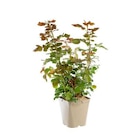 BOTANIC®-Rosier Léo Ferré Label Rouge en pot de 5L - Botanic BOTANIC®-Rosier Léo Ferré Label Rouge en pot de 5L à 33,99 € dans le catalogue Botanic
