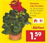 Netto Marken-Discount Pörnbach - Geranien oder Fuchsien Angebot im Prospekt Geranien oder Fuchsien bei Netto Marken-Discount im Pörnbach Prospekt für 1,59 €