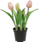 EDEKA Bargteheide - Tulpen im Topf Angebot im Prospekt Tulpen im Topf bei EDEKA im Bargteheide Prospekt für 3,49 €