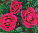 Rosiers buissons Delbard - DELBARD - Delbard Rosiers buissons Delbard - DELBARD à 16,99 € dans le catalogue Delbard