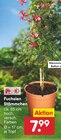 Fuchsien Stämmchen für 7,99 € bei Netto Marken-Discount im Angebot Fuchsien Stämmchen im aktuellen Netto Marken-Discount Prospekt