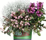 XL-Trio-Stauden im Angebot bei Wreesmann in Freiberg XL-Trio-Stauden Angebote bei Wreesmann Freiberg für 5,99 €