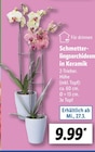 Schmetterlingsorchideen in Keramik Angebote bei Lidl Wolfenbüttel für 9,99 €