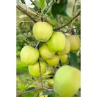 Fruitier gobelet dans le catalogue Carrefour