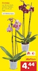 Orchidee bei Netto Marken-Discount im Prospekt "" für 4,44 €