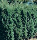 Scheinzypresse „Columnaris Glauca“ Angebote bei Hornbach Karlsruhe für 8,99 €