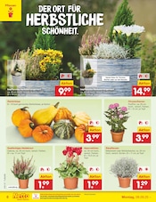 Blumen im Netto Marken-Discount Prospekt in Singen Aktueller Netto Marken-Discount Prospekt mit Blumen, "Aktuelle Angebote", Seite 6
