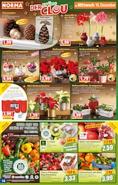 Weihnachtskaktus im Norma Prospekt Weihnachtskaktus im Norma Prospekt "Mehr fürs Geld" auf Seite 14