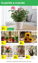 Offre Plante D'intérieur dans le catalogue Carrefour du moment à la page 51