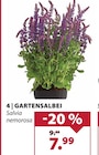 GARTENSALBEI im Angebot bei Dehner Garten-Center in Halle GARTENSALBEI Angebote bei Dehner Garten-Center Halle für 7,99 €