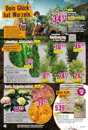 Kirschlorbeer Angebot & Preis im aktuellen Hornbach Prospekt Kirschlorbeer Angebot im aktuellen Hornbach Prospekt auf Seite 17
