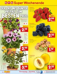 Blumen im Netto Marken-Discount Prospekt "Aktuelle Angebote" mit 60 Seiten (Nürnberg)