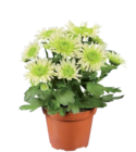 Mini plantes fleuries - Lidl à Issy-les-Moulineaux Mini plantes fleuries en promo chez Lidl Issy-les-Moulineaux à 1,05 €