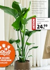 Aktuelles Paradiesvogelpflanze (Strelitzia nicolai). Angebot bei Moubis Pflanzenhof in Recklinghausen ab 24,99 €