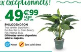 Promo Philodendron à 49,99 € dans le catalogue Jardineries du terroir à Saint-Julien-en-Genevois