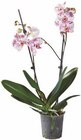 Schmetterlingsorchidee bei Lidl im Prospekt "" für 6,99 €