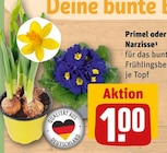 Aktuelles Primel oder Narzisse Angebot bei REWE in Mannheim ab 1,00 €