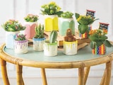 Promo Mixte Kalanchoe Cactus à 9,98 € dans le catalogue U Express à Saint-Arnoult-en-Yvelines