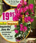 Bougainvillea "Dania Mix" von FloraSelf für 19,95 € bei Hornbach im Angebot Bougainvillea "Dania Mix" von FloraSelf im aktuellen Hornbach Prospekt