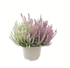 Knospenheide Garden Girls im Angebot bei toom Baumarkt in Bamberg Knospenheide Garden Girls Angebote bei toom Baumarkt Bamberg für 1,99 €