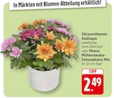 EDEKA Trierweiler - Chrysanthemen Aubisque Angebot im Prospekt Chrysanthemen Aubisque bei EDEKA im Trierweiler Prospekt für 2,49 €