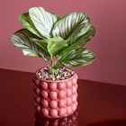 Plante pot ceramique bubble - B&M Plante pot ceramique bubble à 4,99 € dans le catalogue B&M