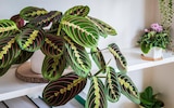 Promo Maranta à 4,99 € dans le catalogue Jardiland à Blesmes