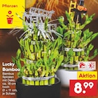 Lucky Bamboo Angebote bei Netto Marken-Discount Ravensburg für 8,99 €