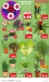 Blumentopf im aktuellen Kaufland Prospekt (Potsdam) Blumentopf im Kaufland Prospekt "KNÜLLER" mit 61 Seiten (Potsdam)