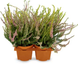 Besenheide im Angebot bei Netto Marken-Discount in Rostock Besenheide Angebote bei Netto Marken-Discount Rostock für 5,99 €