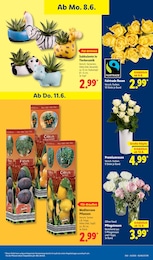 Zimmerpflanzen Angebot & Preis im aktuellen Lidl Prospekt Zimmerpflanzen Angebot im aktuellen Lidl Prospekt auf Seite 73