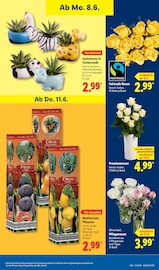Schnittblumen Angebot im Lidl Prospekt, gültig von 08.06.2026 bis 13.06.2026 Schnittblumen Angebot im aktuellen Lidl Prospekt auf Seite 73