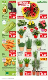 Blumentopf Angebot im aktuellen Kaufland Prospekt auf Seite 17