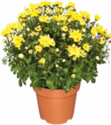 Aktuelles Chrysantheme Angebot bei Netto Marken-Discount in Koblenz ab 2,99 €