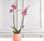 Orchidée 2 tiges en promo chez Super U Bourges à 11,99 €