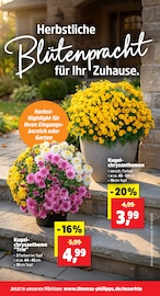 Blumen im Thomas Philipps Prospekt in Garbsen Aktueller Thomas Philipps Prospekt mit Blumen, "Top Angebote", Seite 3