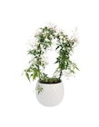 Promo Jasmin en arceau avec un cache-pot en céramique coloris blanc - diamètre 12 cm à 13,99 € dans le catalogue Botanic à Villeurbanne