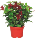 DIPLADÉNIA - GARDENLINE - Aldi DIPLADÉNIA - GARDENLINE à 3,49 € dans le catalogue Aldi