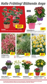 Blumen im toom Baumarkt Prospekt "Respekt, wer's selber macht." mit 26 Seiten (Ulm)