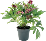 Schneerose „Viv Victoria“ Angebote von FloraSelf bei Hornbach Paderborn für 12,95 €