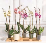 Orchidée 2 tiges en promo chez U Express La Rochelle à 12,99 €