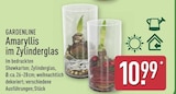 Amaryllis im Zylinderglas von Gardenline für 10,99 € bei ALDI Nord im Angebot Amaryllis im Zylinderglas von Gardenline im aktuellen ALDI Nord Prospekt