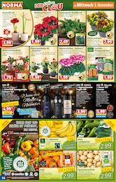 Norma Alpenveilchen im Prospekt Norma Alpenveilchen im Prospekt