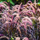 Promo Herbe-aux-Écouvillons pourpre botanic. Le pot de 4 litres à 16,99 € dans le catalogue Botanic à Saint-Genest-Lerpt