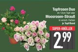 Baum im EDEKA Prospekt Topfrosen Duo im aktuellen EDEKA Prospekt für 2,99 €