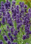 Lavendel 13-cm-Topf Angebote bei toom Baumarkt Frankenthal für 2,49 €