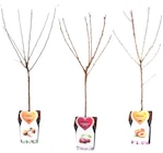 ARBRE FRUITIER 1/4 TIGE POT 5 LITRES dans le catalogue Netto