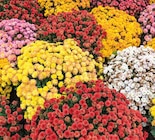 Promo Chrysanthème à 1,99 € dans le catalogue Point Vert à Sadirac