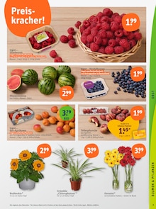 Blumen im tegut Prospekt "tegut… gute Lebensmittel" mit 27 Seiten (Mannheim)